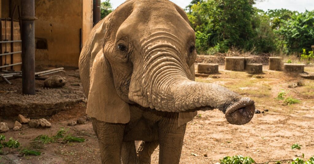 Close-up of an African elephant in Jos Wildlife Park, Nigeria, showcasing its natural habitat.