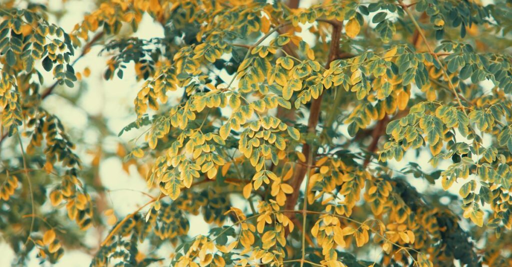 Close-up view of Moringa Oleifera tree leaves in a garden setting, displaying vibrant leaf patterns.